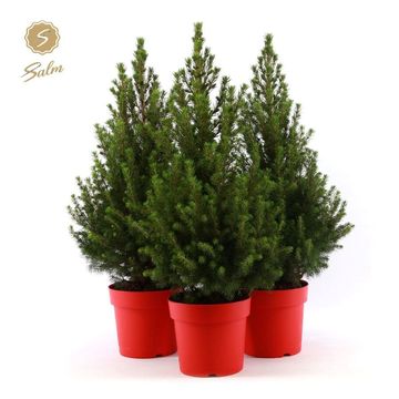 Picea glauca DECEMBER