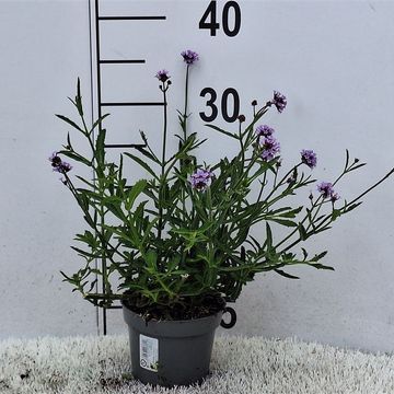 Verbena bonariensis 'Lollipop'
