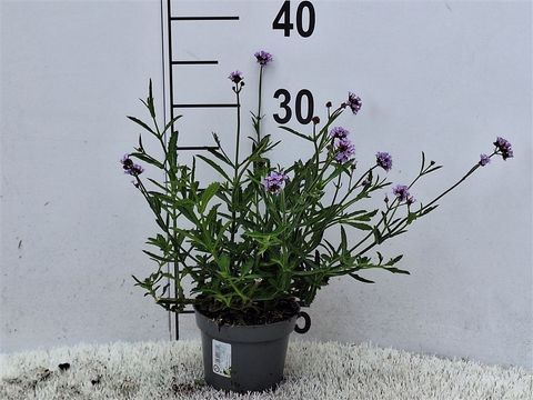 Verbena bonariensis 'Lollipop'