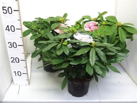Rhododendron MIX