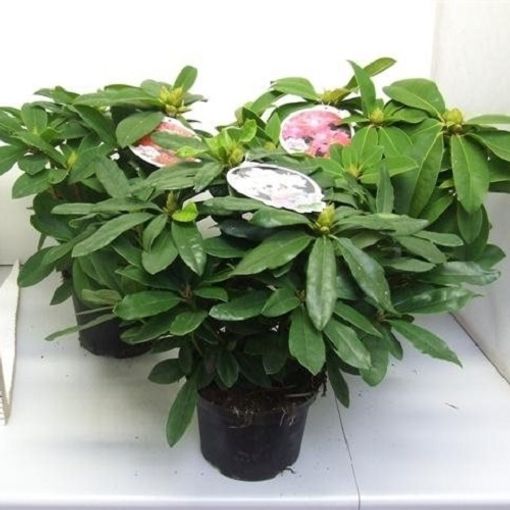 Rhododendron MIX (Jong Plant BV, De)