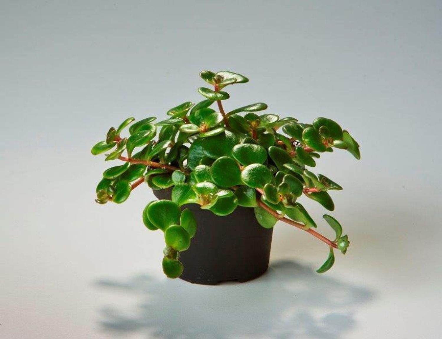 sedum-makinoi-tornado-plant-wholesale-floraccess