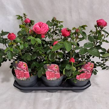 Rosa LEONARDO DA VINCI