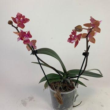 Phalaenopsis FLORICLONE DUSTY BELLE