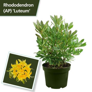 Rhododendron luteum