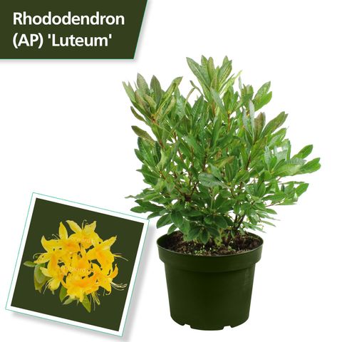 Rhododendron luteum
