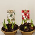 Hippeastrum SONATINI MIX