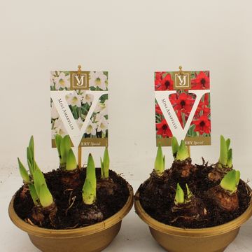 Hippeastrum SONATINI MIX