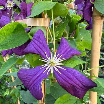 Clematis 'Etoile Violette' (Vt)