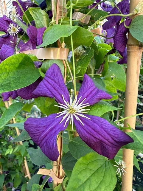 Clematis 'Etoile Violette' (Vt)