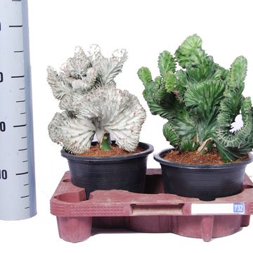 Euphorbia lactea CRISTATA MIX