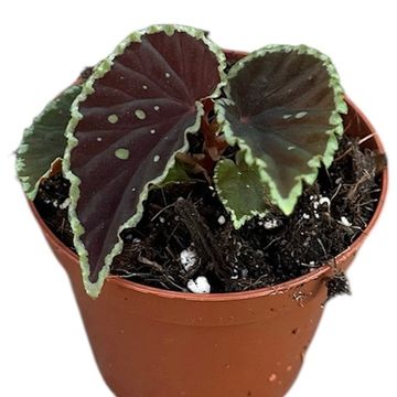 Begonia darthvaderiana 'Green Spots'