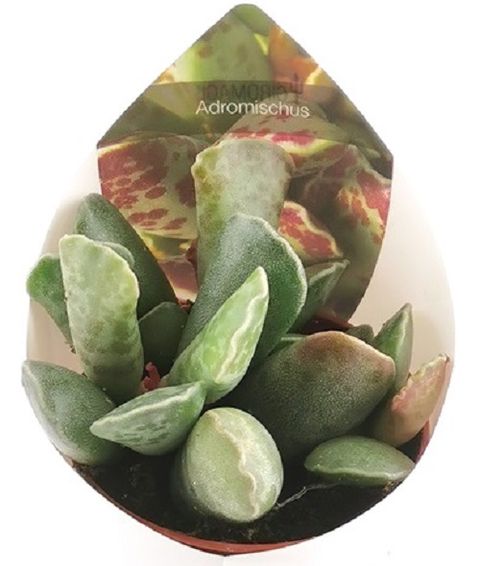 Adromischus cooperi