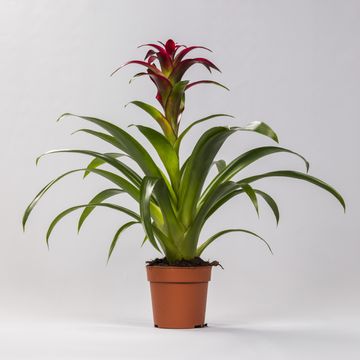 Guzmania 'Nextara'