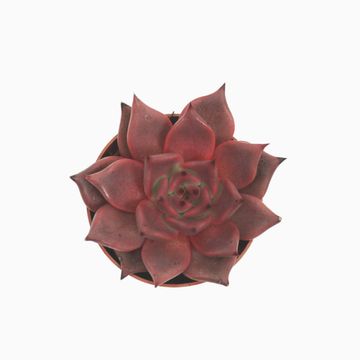 Echeveria 'Таурус'