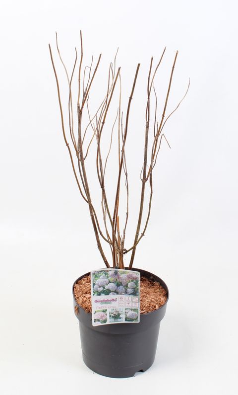 Hydrangea arborescens CANDYBELLE BUBBLEGUM