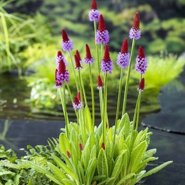 Primula vialii