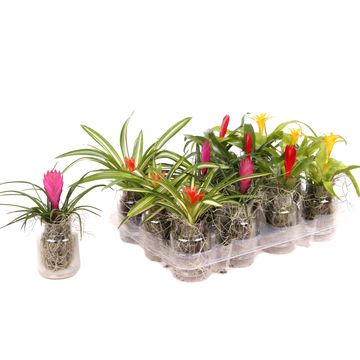 Arrangement Bromelia