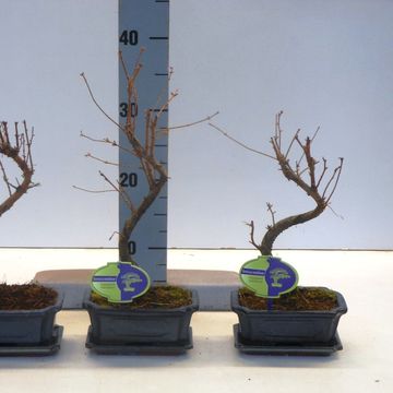 Metasequoia glyptostroboides