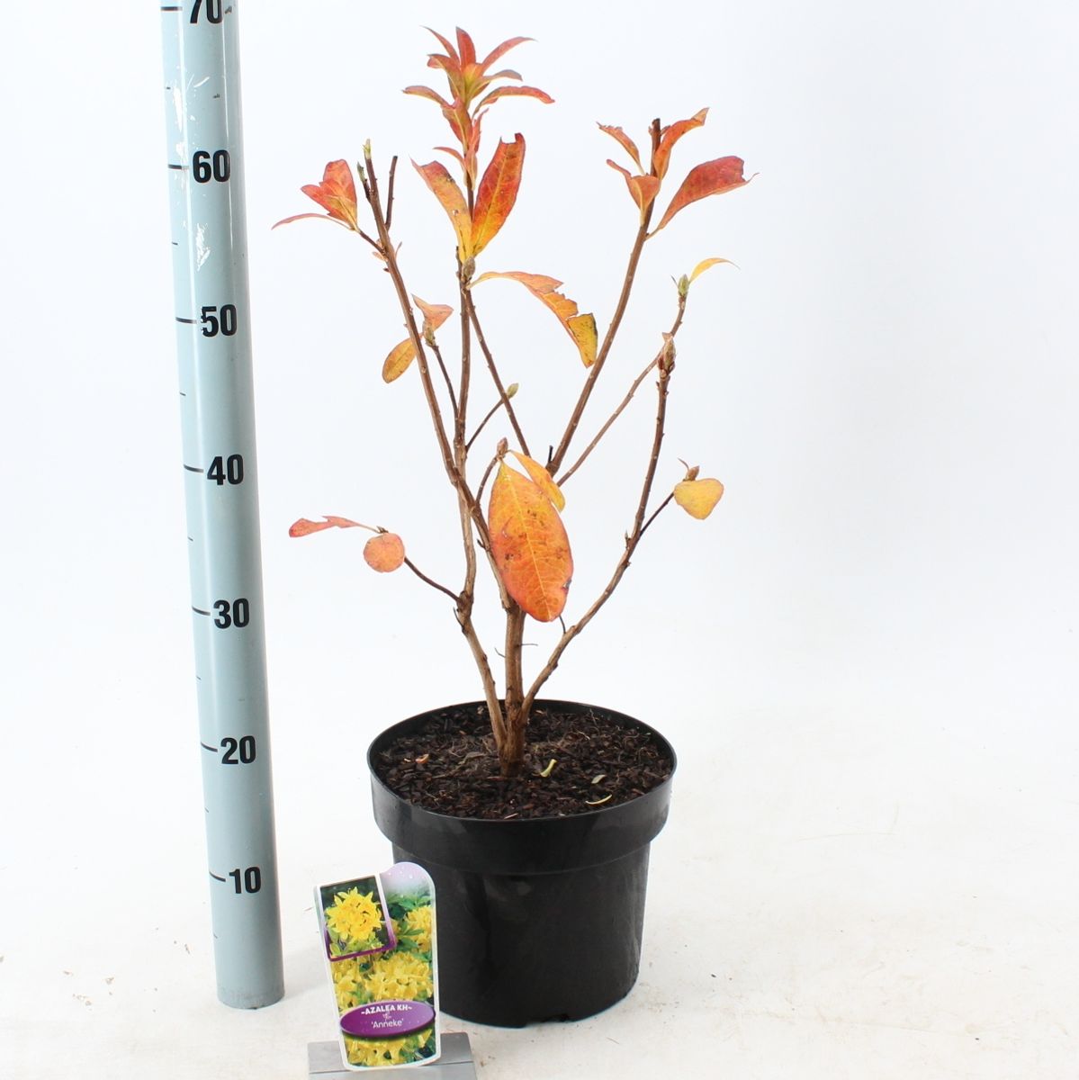 thuja occidentalis smaragd günstig kaufen Lebensbaum Thuja occidentalis Smaragd 120-140 cm Höhe Ballenware