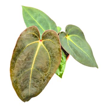 Anthurium '(9 x 24) x (Carlablackii x Papillinimum Grimreaper)'