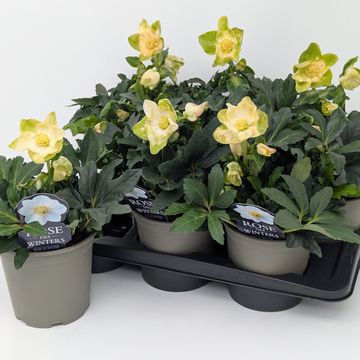 Helleborus niger HGC JASPER