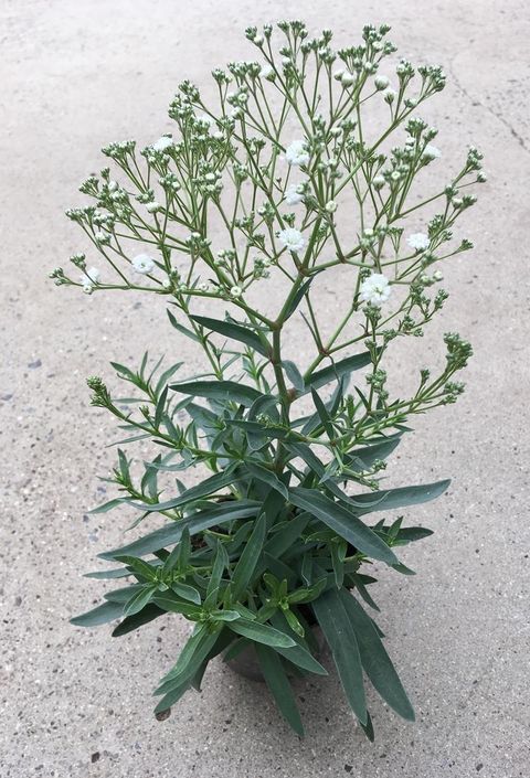 Gypsophila 'White Festival'