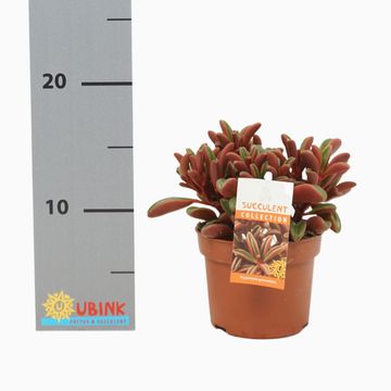 Peperomia graveolens