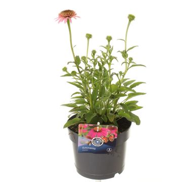 Echinacea LAKOTA ROSE
