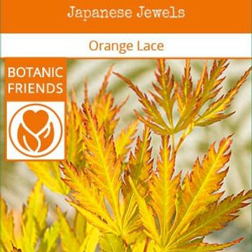 Acer palmatum ORANGE LACE