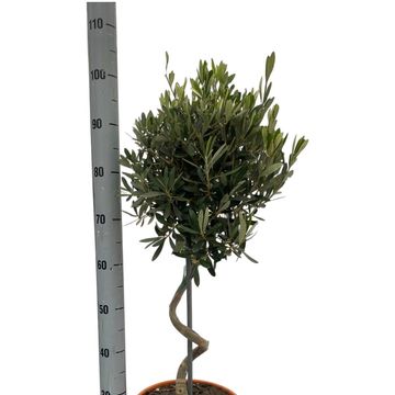 Olea europaea