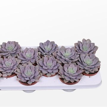 Echeveria gibbiflora 'Metallica'