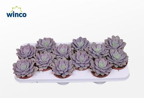 Echeveria gibbiflora 'Metallica'