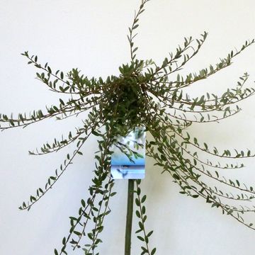 Salix repens 'Voorthuizen'