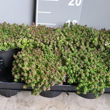 Thymus praecox 'Vey'