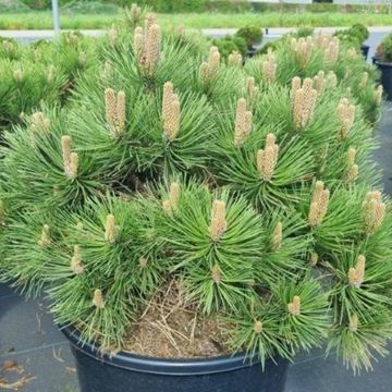 Pinus nigra 'Nana'