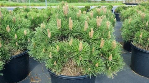Pinus nigra 'Nana'