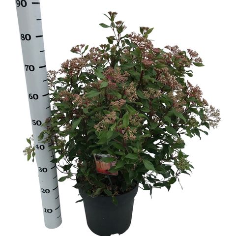 Viburnum tinus SPIRIT