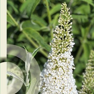 Buddleja davidii 'White Profusion'