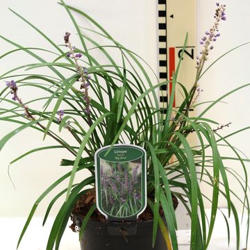 Liriope muscari 'Big Blue'
