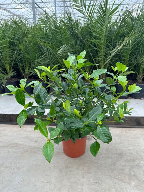 Gardenia jasminoides