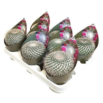 Mammillaria hahniana