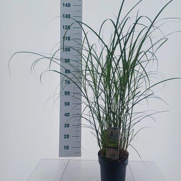 Miscanthus sinensis 'Serengeti'