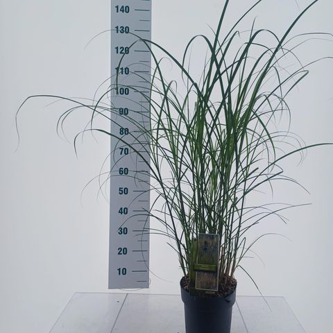 Miscanthus sinensis 'Serengeti'
