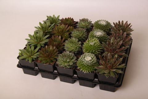 Sempervivum MIX