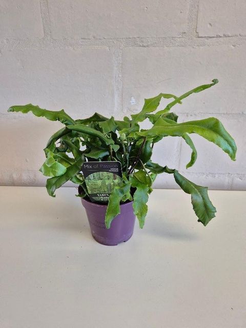 Asplenium scolopendrium