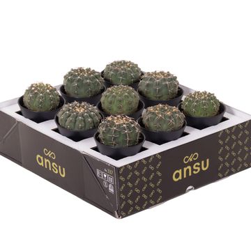 Gymnocalycium ochoterenae