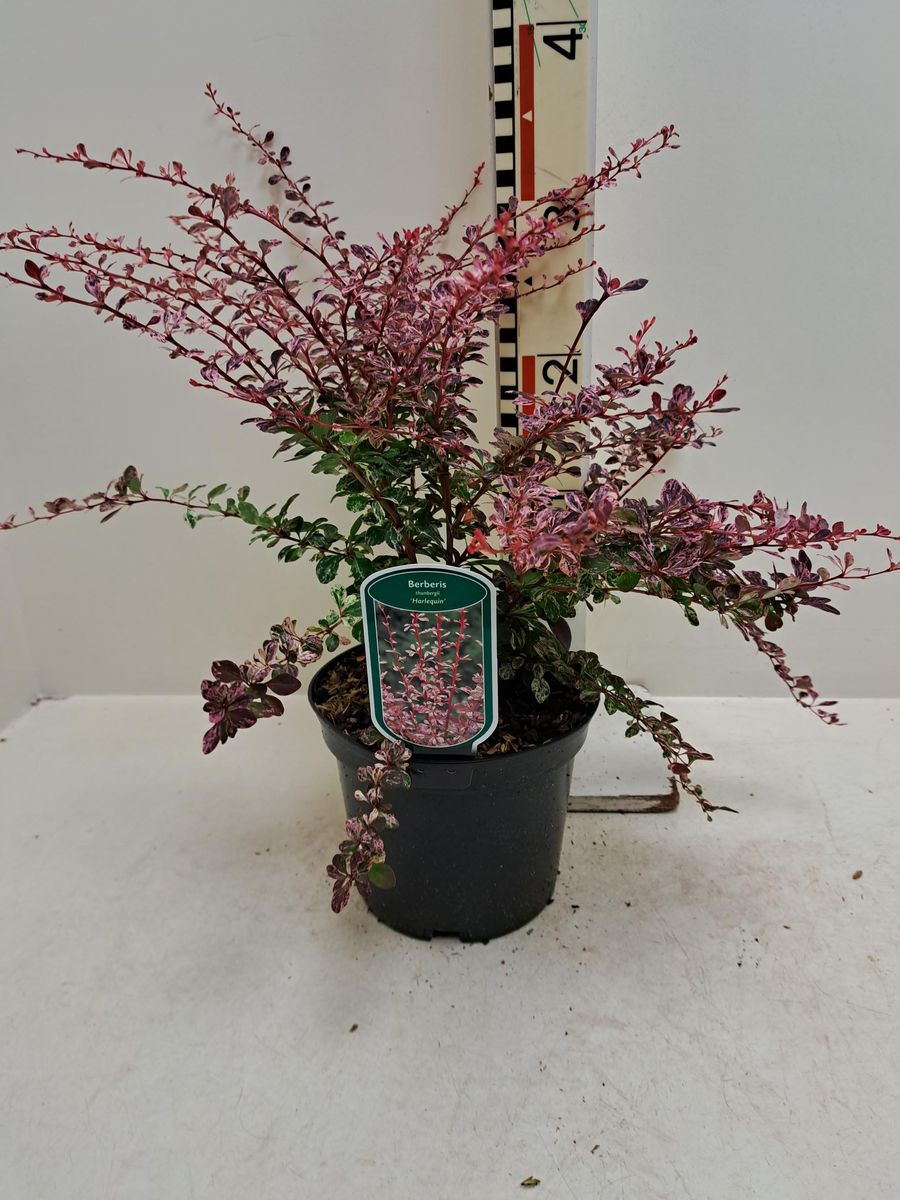 Berberis thunbergii 'Harlequin'  Plant Wholesale FlorAccess