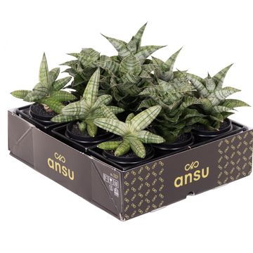 Sansevieria MIX