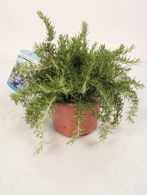 Rosmarinus officinalis 'Prostratus'